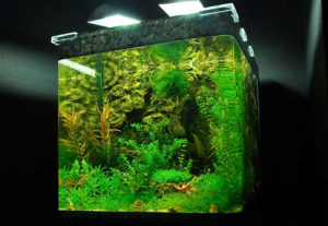 Ist ein Nano Aquarium das richtige für mich
