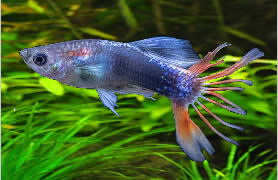 Crowntail 