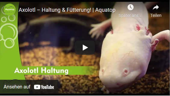 Video Axolotl Haltung