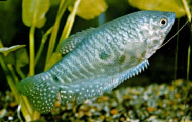 Blauer Fadenfisch Trichogaster trichopterus