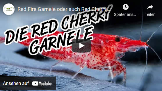 Red Cherry Video