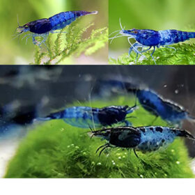 Blue-Black Rili Garnele & Blue Carbon Rili – Neocaridina davidi