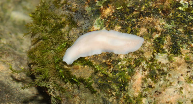 Planarien im Aquarium Was sie sind und wie man sie loswird