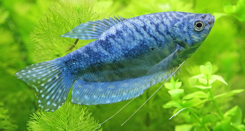 Blauer Fadenfisch: Haltung & Zucht