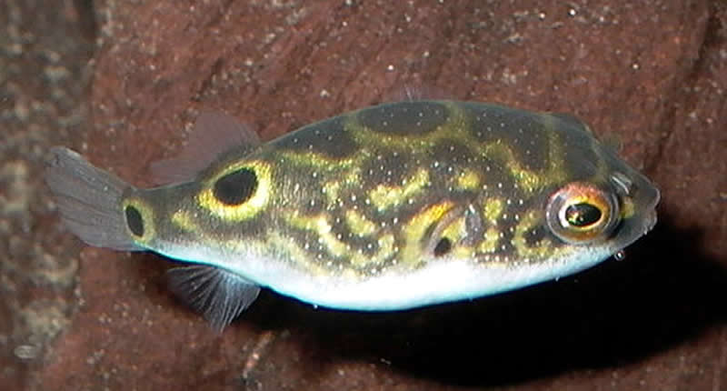 Augenfleck-Kugelfisch