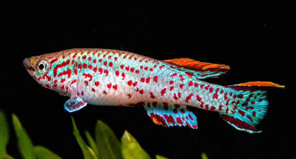 Killifische Leitfaden zur Haltung und Zucht von Killifischen im Aquarium