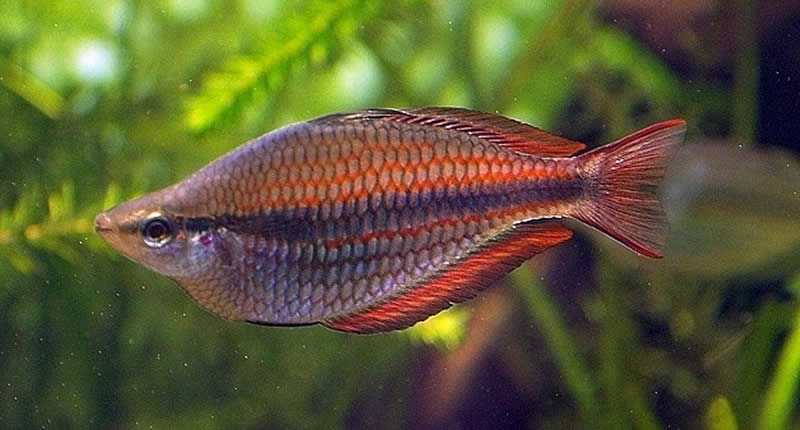 Dreistreifen-Regenbogenfisch: Haltung & Zucht