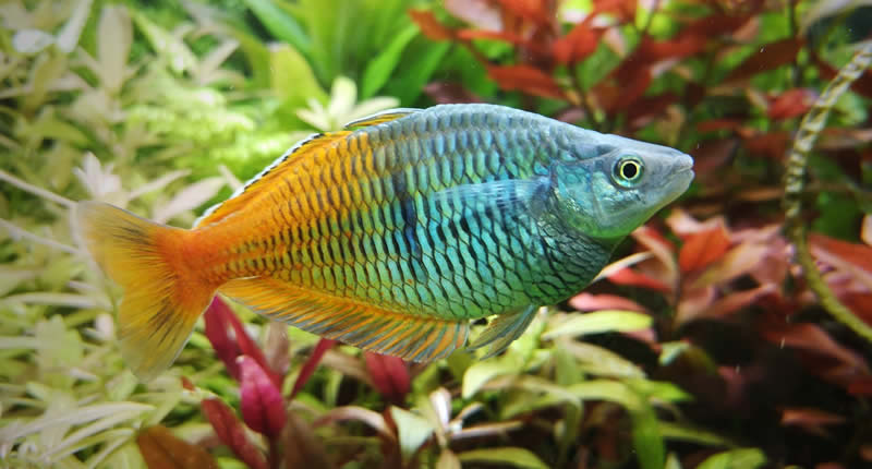 Regenbogenfische erfolgreich halten & vermehren