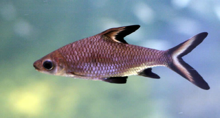 Haibarbe (Balantiocheilos melanopterus) Haltung & Zucht