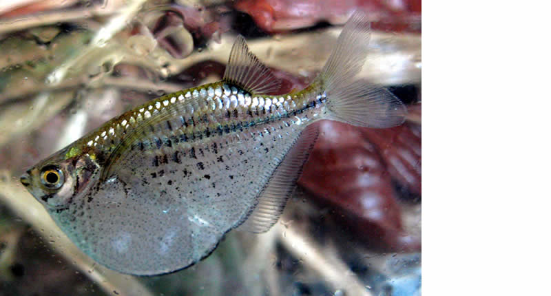 Silberbeilbauchfisch, Gasteropelecus sternicla