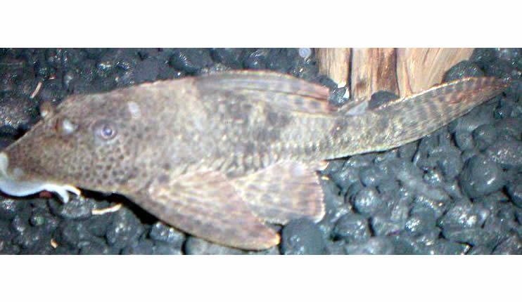 Punktierter Schilderwels (Hypostomus punctatus)