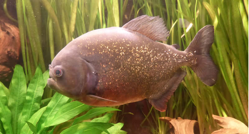 Roter Piranha, Serrasalmus nattereri