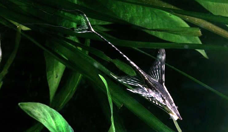 Störwels (Sturisoma aureum)