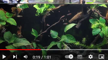 Video Kardinalfisch