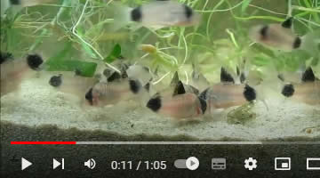 Video Panda-Panzerwels