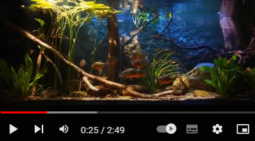 Video Roter Piranha
