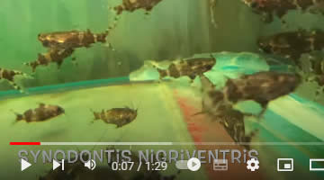 Video Rückenschwimmender Kongowels
