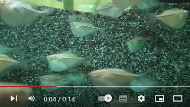 Video Silberbeilbauchfisch