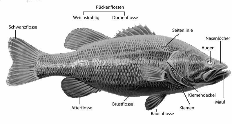 Fisch Anatomie