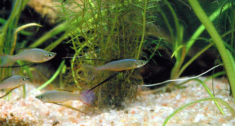 Filigran-Regenbogenfisch (Iriatherina Werneri)
