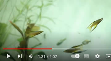 Video Filigran-Regenbogenfisch