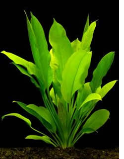 Echinodorus bleheri, schnellwachsende Amazonasschwertpflanze
