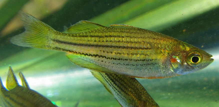 Zwergregenbogenfisch, Melanotaenia maccullochi