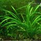 Sagittaria subulata kaufen