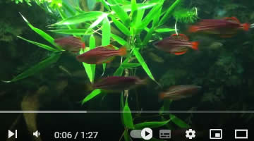 Video Zwergregenbogenfisch
