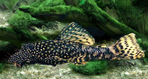 Welse im Aquarium halten Aquaristikwelt