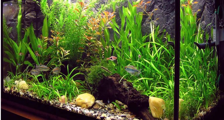 Aktivkohle im Aquarium verwenden Aquaristik Welt
