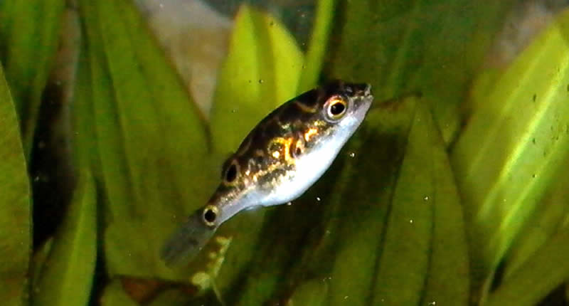 Erbsenkugelfisch, Carinotetraodon travancoricus