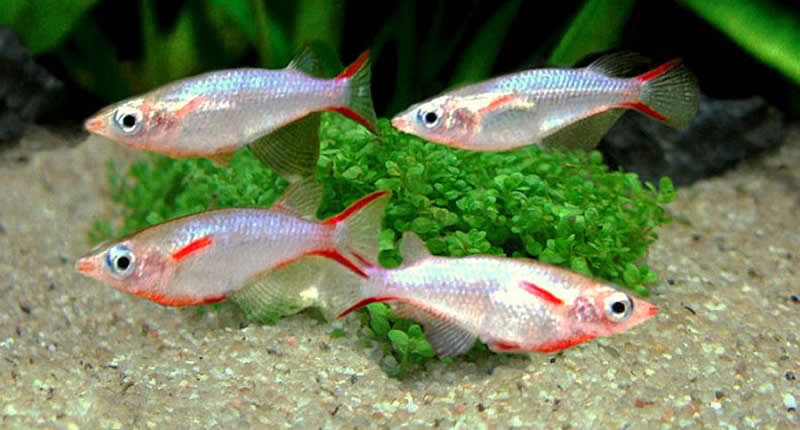 Neon-Reisfisch (Oryzias woworae)