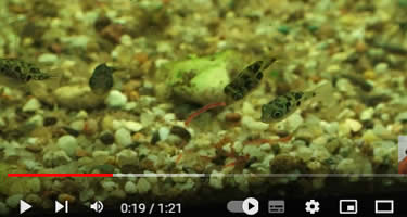 Video Erbsenkugelfisch