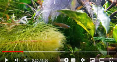 Video Neon-Reisfisch