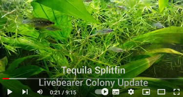 Video Tequila-Kärpfling