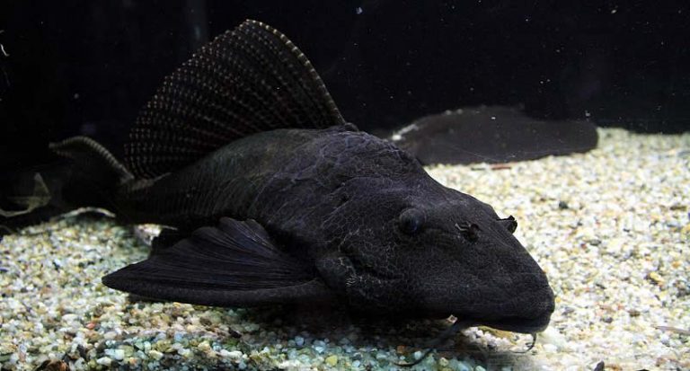 13 TopWelsarten für Ihr Süßwasseraquarium