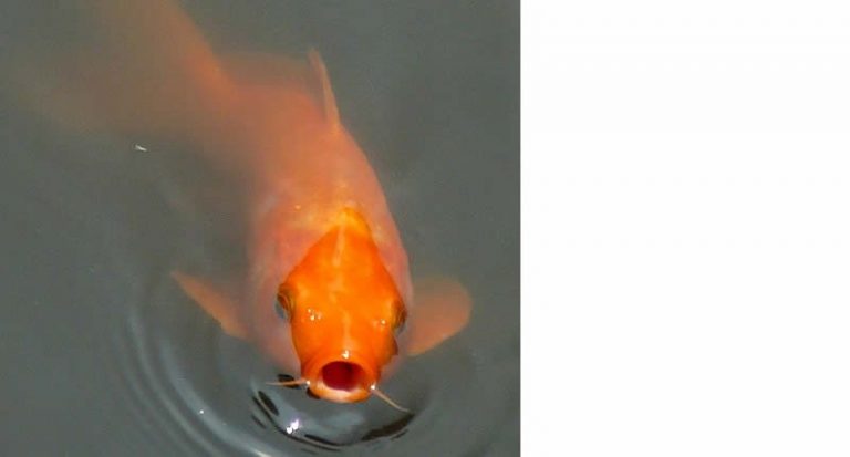 Warum schnappt Ihr Fisch nach Luft? Aquaristikwelt