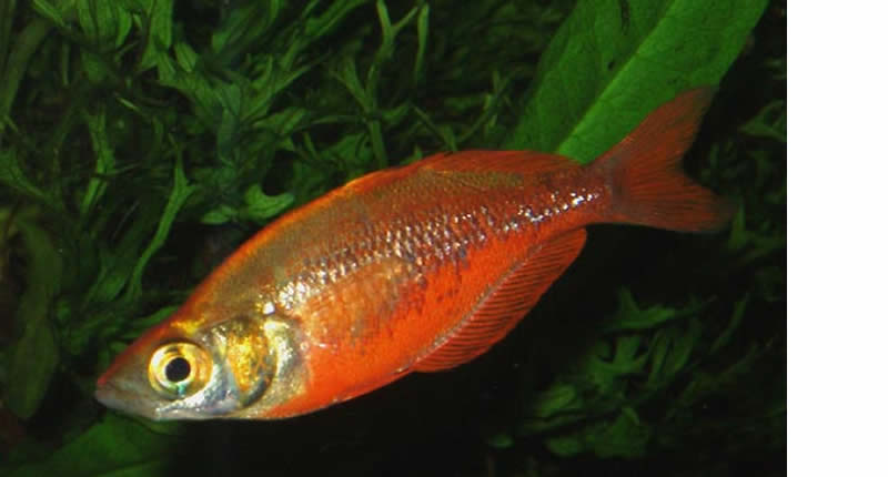 Lachsroter Regenbogenfisch, Glossolepis incisus