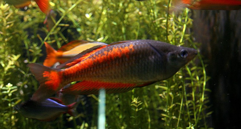 Parkinsons Regenbogenfisch, Melanotaenia parkinsoni