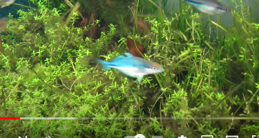Video Aquamarin-Regenbogenfisch