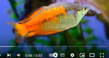 Video Parkinsons Regenbogenfisch
