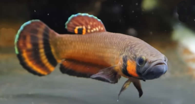 Großmaul-Kampffisch (Betta macrostoma)