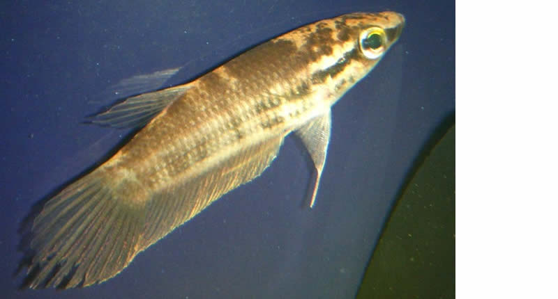 Maulbrütender Kampffisch (Betta pugnax)