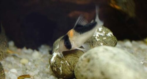 Welse im Aquarium halten Aquaristikwelt