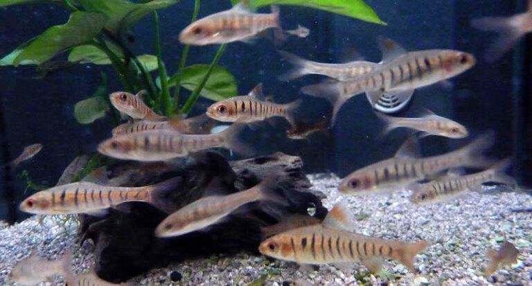 Barben im Süßwasser Aquarium Aquaristikwelt