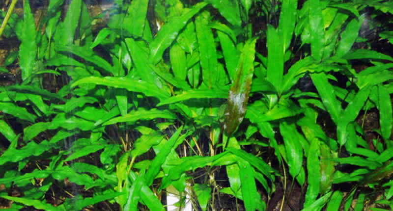 Cryptocoryne-Arten für die perfekte Biotop-Gestaltung im Aquarium