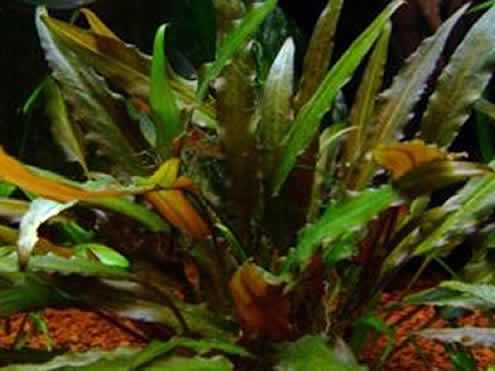 Cryptocoryne beckettii