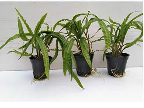 Cryptocoryne crispatula