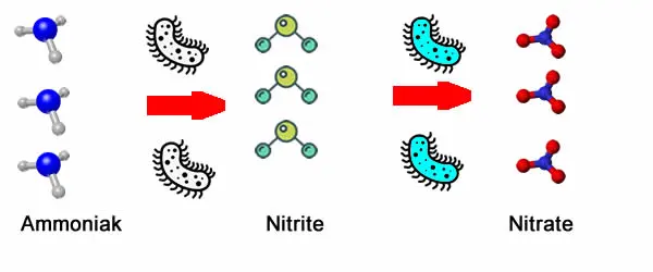 Kreislauf Ammoniak Nitrite Nitrate